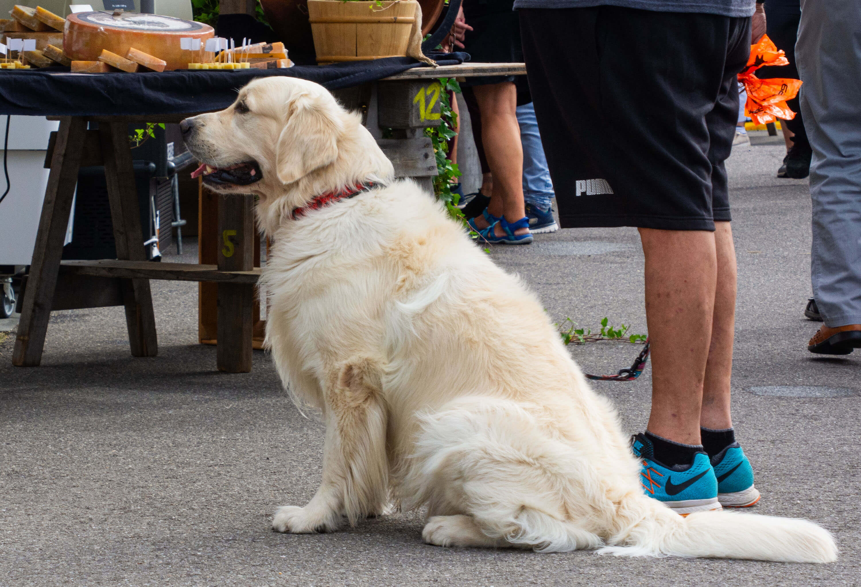 Chäs Chiubi 2026 Hund 01