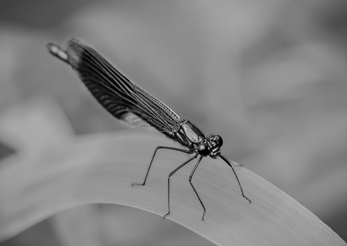 Damsel In Mono 1