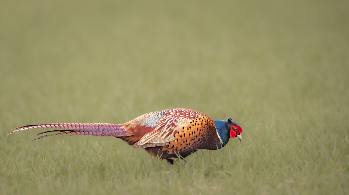 Pheasant On Greens 1