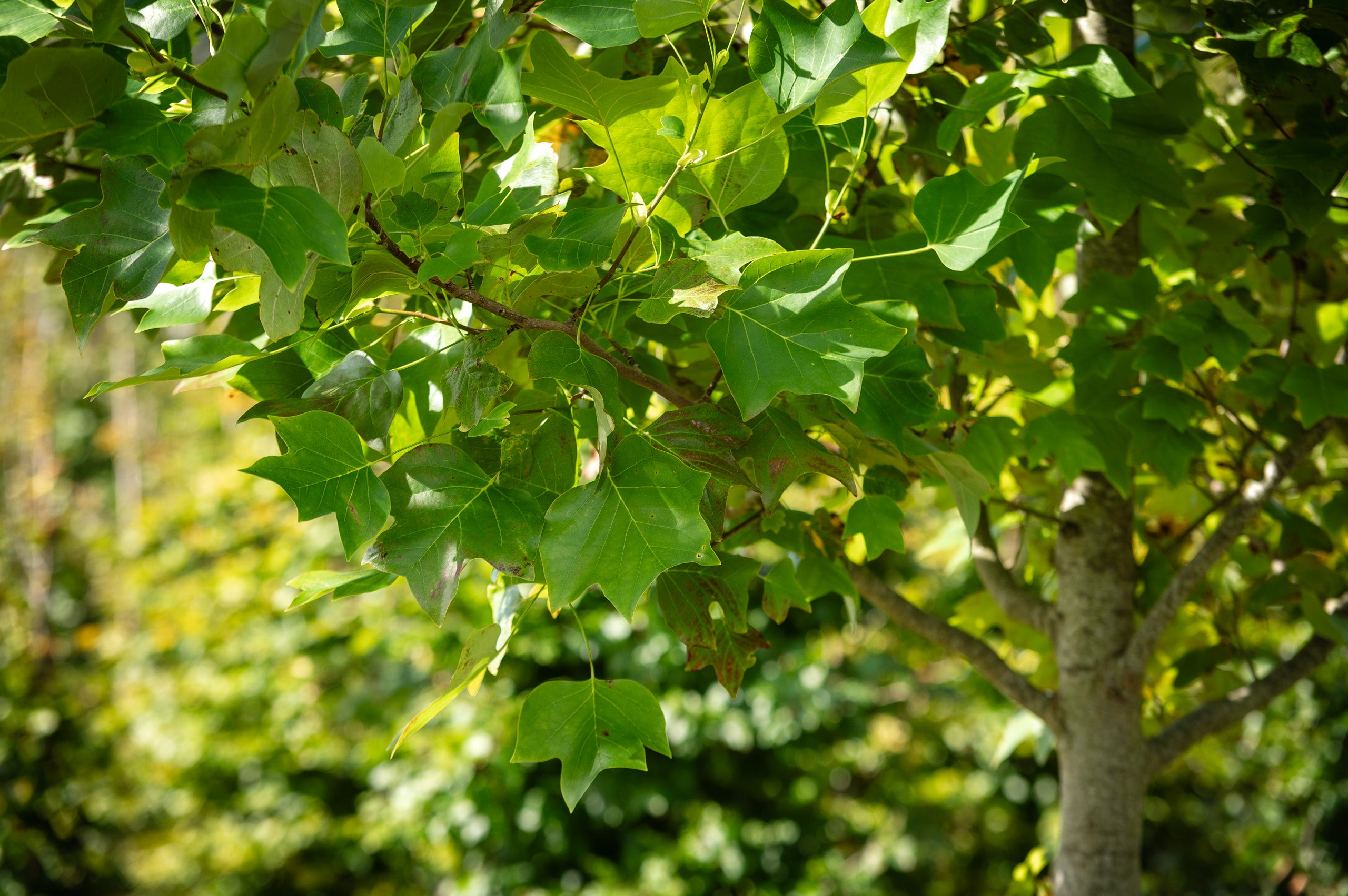 Dfp 20260923 115422 Nikon D780