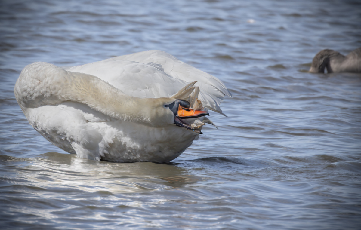 Swan’s Flex 1
