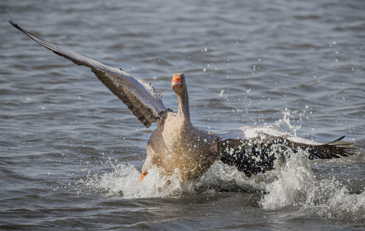 Goose Landing 1