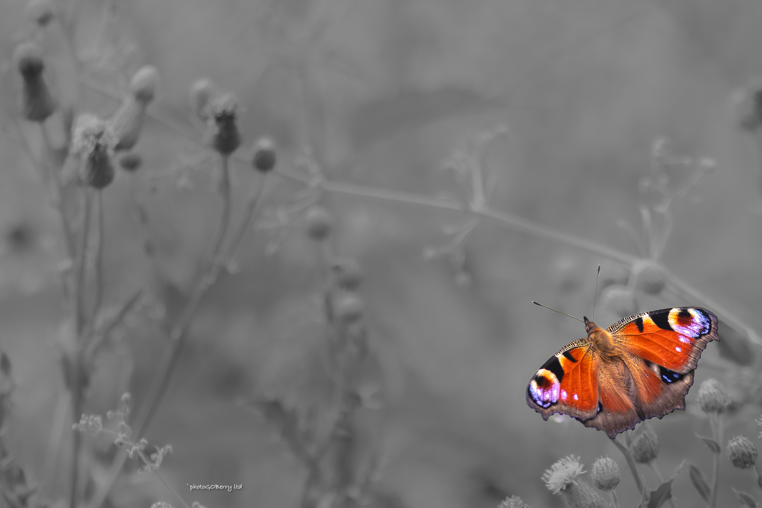 Skylight 1