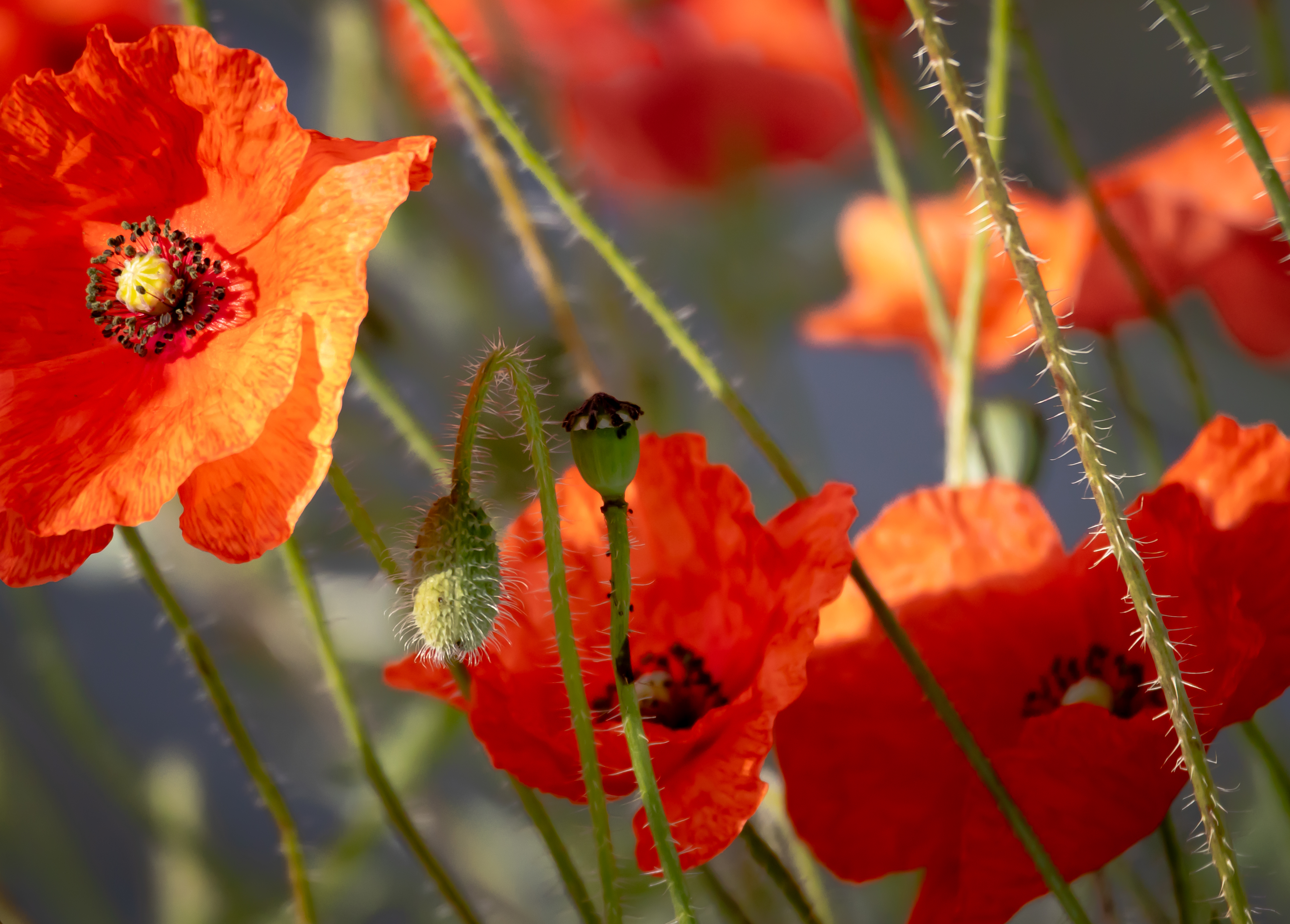Rspb Poppies 1