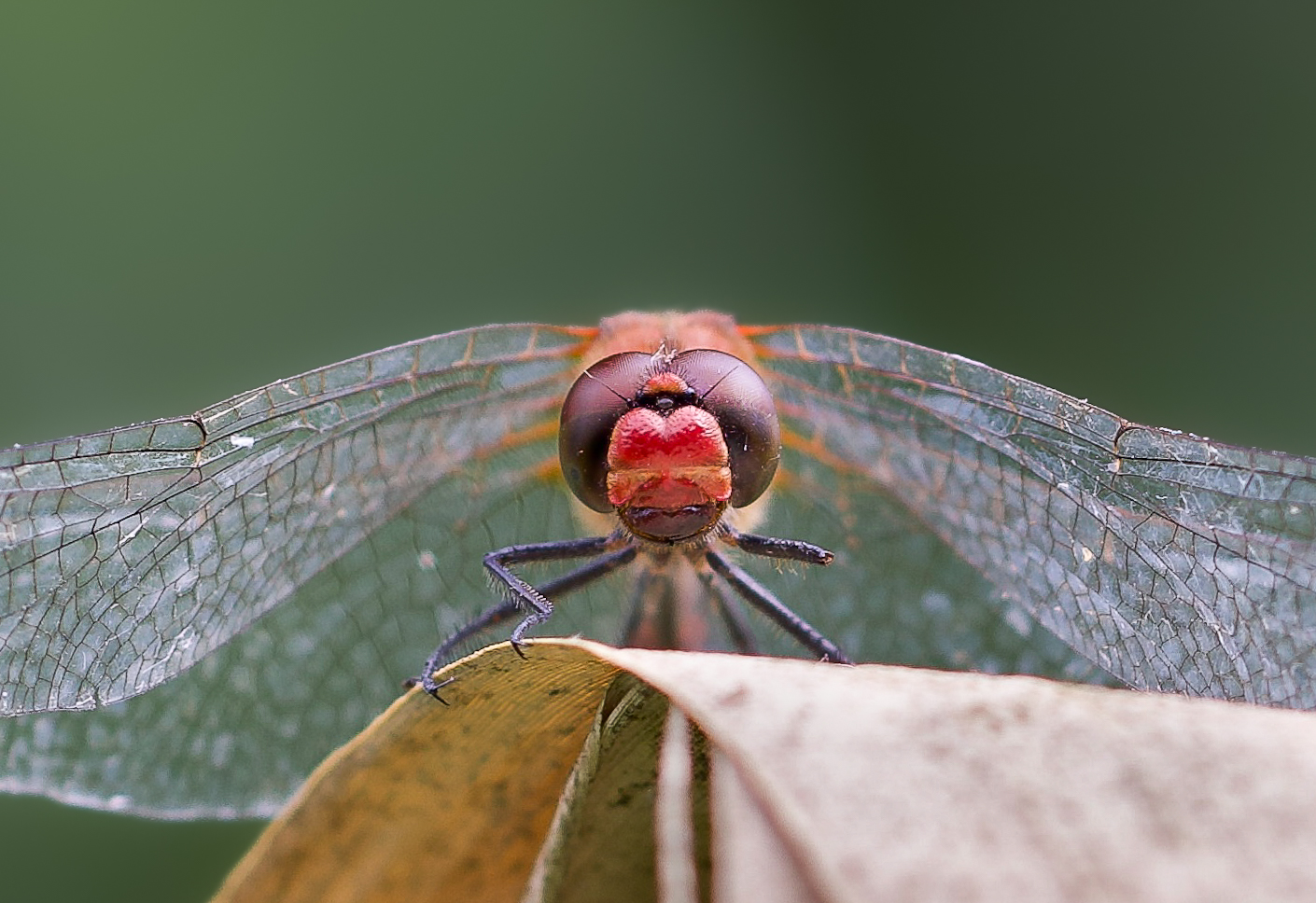 Rspb Dragonfly 1