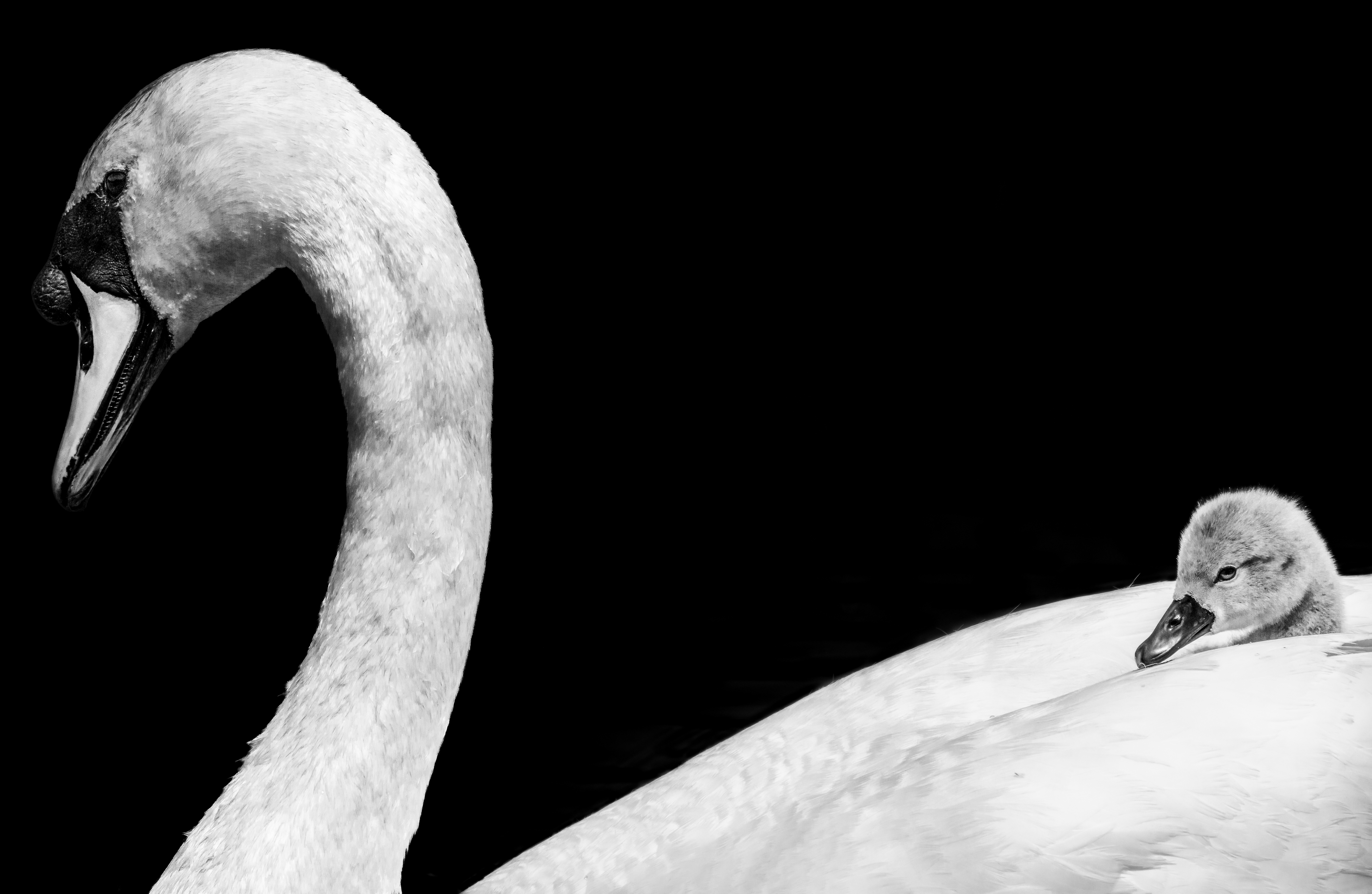 Swan And Signet 1
